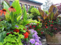 tropical-container-garden-canna-echinacea-hot-colors