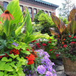 tropical-container-garden-canna-echinacea-hot-colors