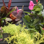 tropical-container-garden-hibiscus-mandevilla-sedum-bromeliad