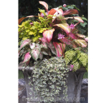tropical-foliage-container-caladium-fern-coleus