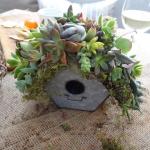 Succulent Birdhouse - Workshop