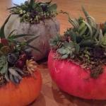 Succulent Pumpkin Container Garden Workshop