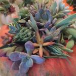 Succulent Pumpkin Container Garden Workshop