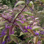 callicarpa