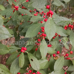 ilex-verticillata