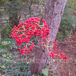 viburnum-Cardinal-Candy