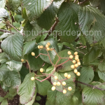 viburnum-Michael-Dodge