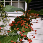 viburnum-Tandoori-Orange