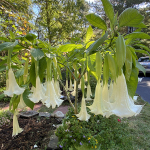 angel-trumpet-container-garden