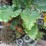 DSC07089-watermarked