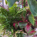 foliage-planter-with-pink-elephant-ears-caladium-watermarked
