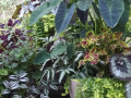 foliage-plants-on-patio-colocasia-fern-coleuswatermarked