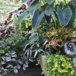 foliage-plants-on-patio-colocasia-fern-coleuswatermarked
