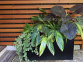 midcentury-modern-planter-with-foliage-ferns-greens-watermarked