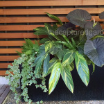midcentury-modern-planter-with-foliage-ferns-greens-watermarked