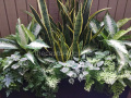 modern-planter-with-foliage-ferns-sansevaria-greens-and-whites-put-watermarked