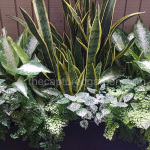 modern-planter-with-foliage-ferns-sansevaria-greens-and-whites-put-watermarked