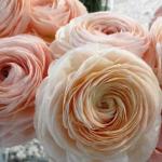 philadelphia-flower-show-1-c