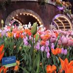 philadelphia-flower-show-container-garden-tulips-c