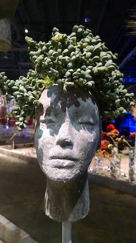 philadelphia-flower-show-container-garden-2017-succulent-head-c
