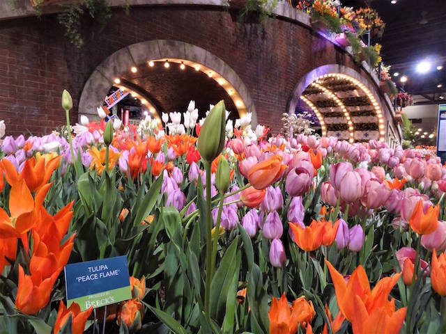 philadelphia-flower-show-container-garden-tulips-c