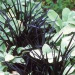 black-mondo-grass-with-lambs-ears-fall-combination