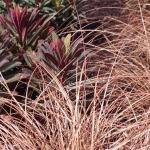 carex-toffee-twist-euphorbia-black-bird-fall-combinations