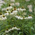echinacea-white-swan-with-ornamental-grass-power-couple