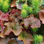 heuchera-with-sedum-fall-combination-perennial