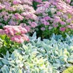 sedum-autumn-joy-stachys-lambs-ear-fall-perennial-combinations