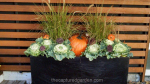 Cabbage-and-ornamental-grasses