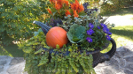 Pumpkin-aster-heather