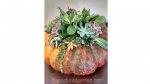 Succulent-topped-pumpkin