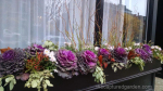 Windowbox-with-cabbage-and-mums