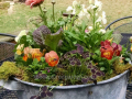 spring-container-ranuncula-daffodil-moss-pansy