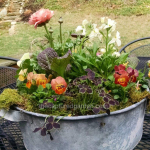 spring-container-ranuncula-daffodil-moss-pansy