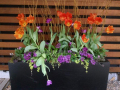 spring-planter-box-contemporary-tulips-orange-purple