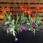 spring-planter-box-contemporary-tulips-orange-purple