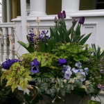 spring-urn-with-tulips