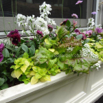 spring-windowbox