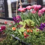 tulips-stock-nemesia-edibles