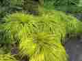hakonechloa-macra-all-gold-perennial-grass-for-shade__sweet-gum