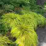 hakonechloa-macra-all-gold-perennial-grass-for-shade__sweet-gum