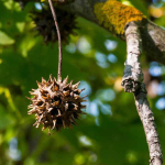 sweet-gum-ball