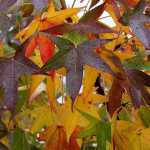 sweet-gum-leaves