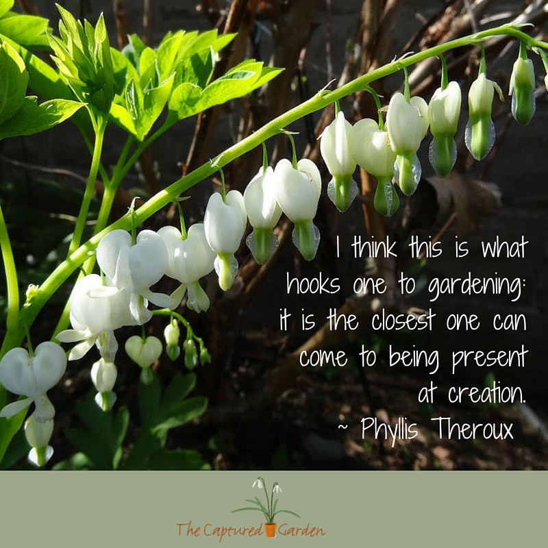 "I think this is what hooks one to gardening: it is the closest one can come to being present at creation." - Phyllis Theroux