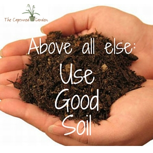 above all else, use good soil, container garden tips