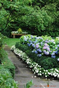 hydrangea garden