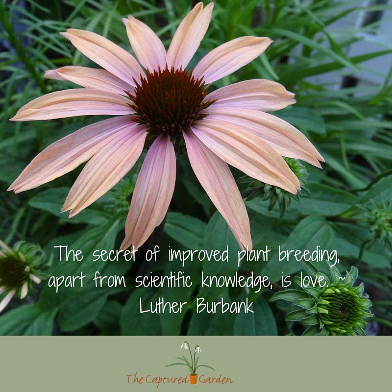 the secret of improved plant breeding apart from scientific, is love. Luther Burbank