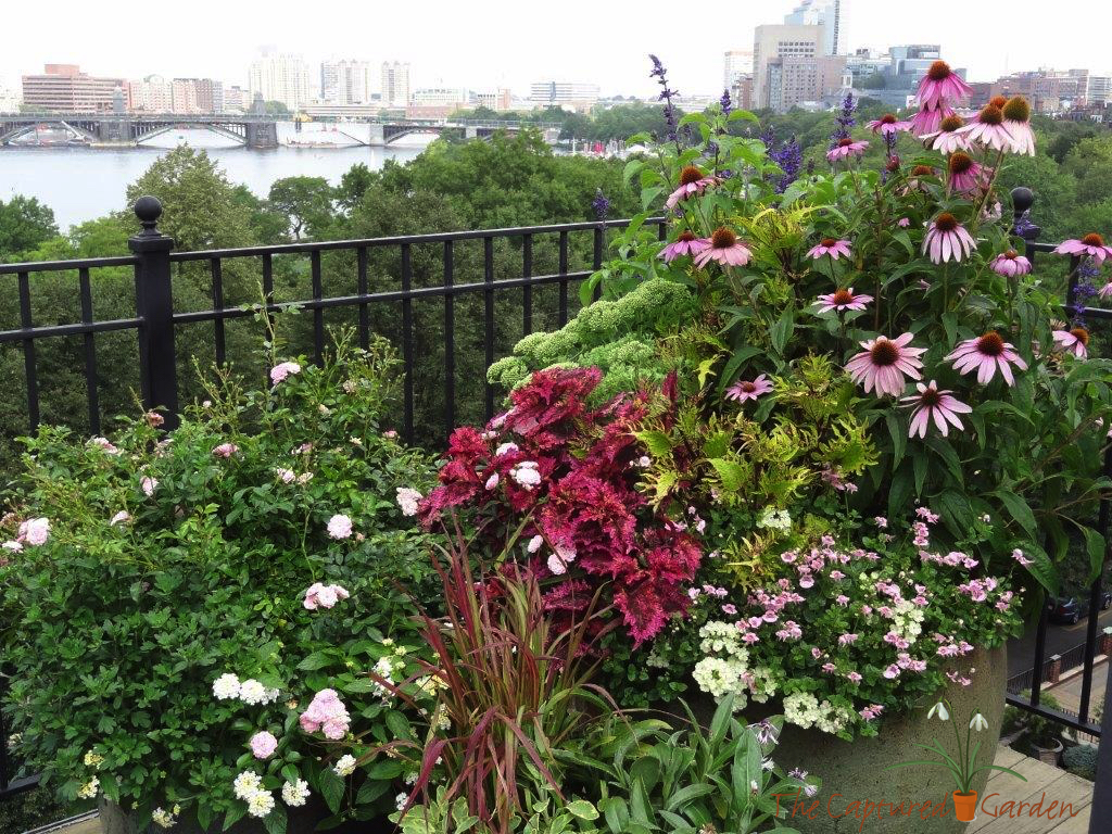 A Thankful Gardener The Captured GardenThe Captured Garden